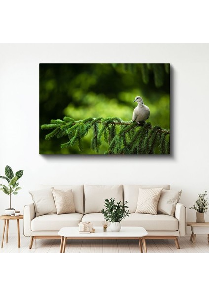 Çam Dalındaki Güvercin - Huzur Veren Beyaz Kuş Kanvas Tablo
