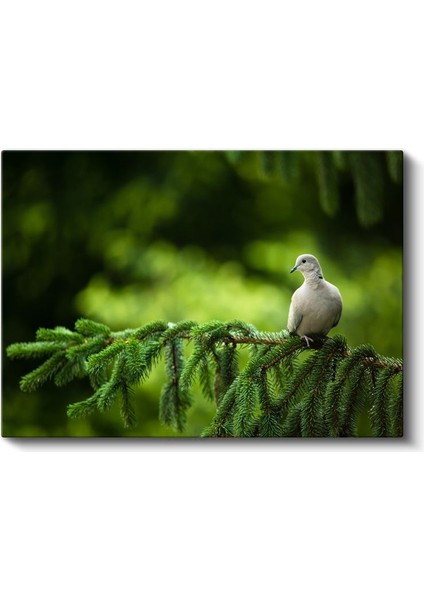 Çam Dalındaki Güvercin - Huzur Veren Beyaz Kuş Kanvas Tablo fiyatları