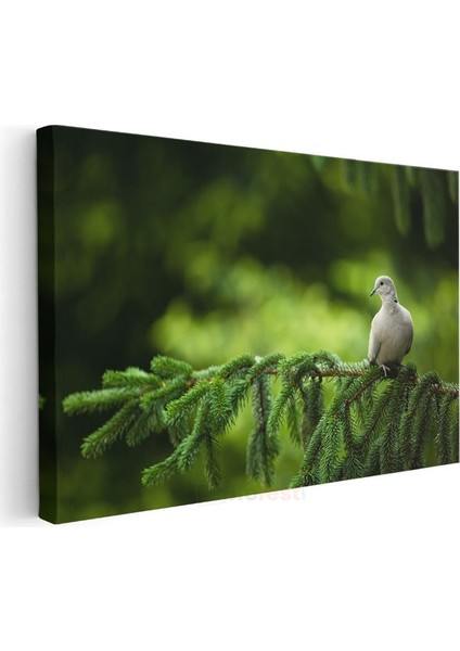 Çam Dalındaki Güvercin - Huzur Veren Beyaz Kuş Kanvas Tablo modelleri