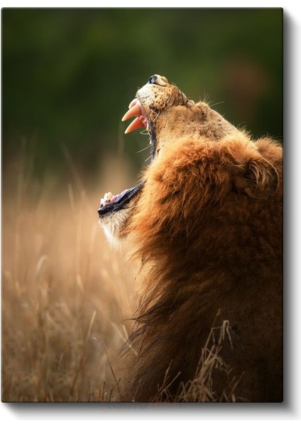 Kükreyen Aslan - Vahşi Haykırış Kanvas Tablo fiyatları