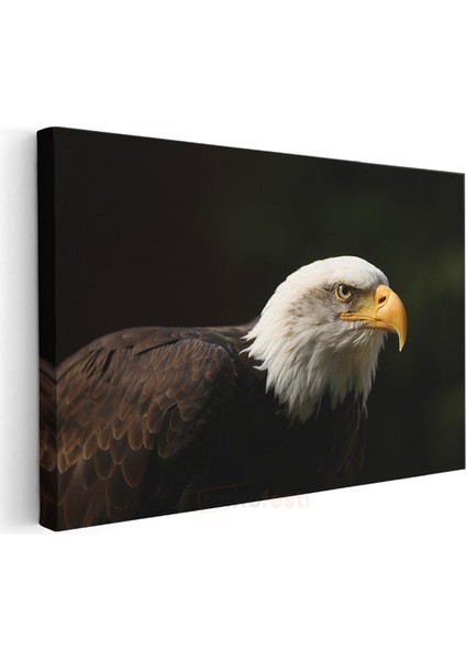 Amerikan Kartalı - Keskin Bakışlı Yırtıcı Kuş Kanvas Tablo