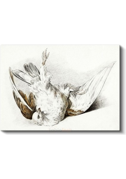 Kanatları Açık Kuş - Klasik Çizim Tekniği Kanvas Tablo fiyatları