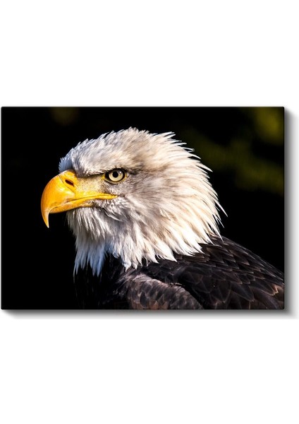 Kartal Profili - Sarı Gagalı Yırtıcı Kuş Yakın Çekim Kanvas Tablo fiyatları
