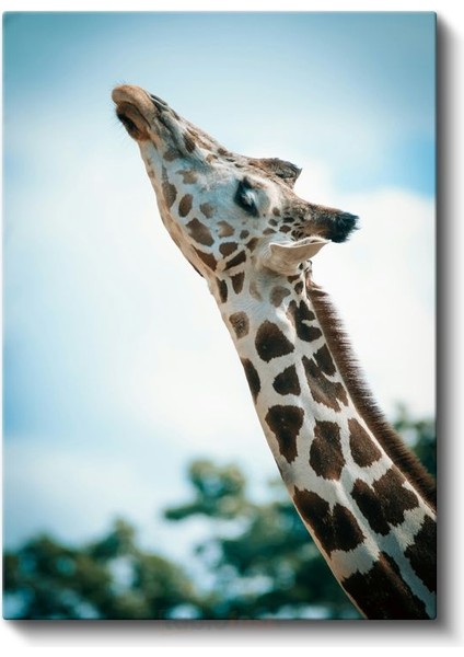 Zürafa Portresi - Gökyüzüne Uzanan Benekli Boyun Kanvas Tablo fiyatları