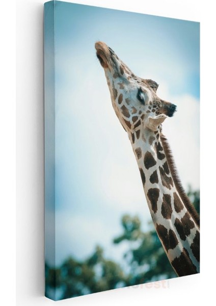 Zürafa Portresi - Gökyüzüne Uzanan Benekli Boyun Kanvas Tablo modelleri