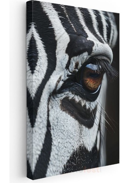 Zebra Gözü - Siyah Beyaz Desenlerde Kahverengi Bakış Kanvas Tablo modelleri