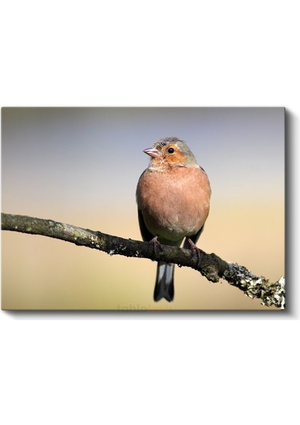 Pembe Ispinoz - Dal Üzerinde Huzurlu Bekleyiş Kanvas Tablo fiyatları