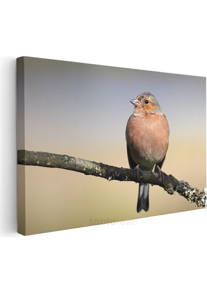 Pembe Ispinoz - Dal Üzerinde Huzurlu Bekleyiş Kanvas Tablo modelleri