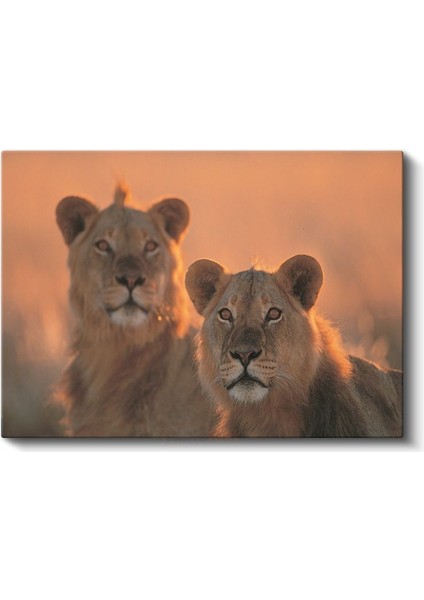 Aslan Çifti - Gün Batımında Iki Kral Kanvas Tablo fiyatları