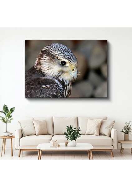 Şahin Portresi - Keskin Bakışlı Yırtıcı Kuş Kanvas Tablo