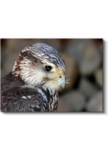 Şahin Portresi - Keskin Bakışlı Yırtıcı Kuş Kanvas Tablo fiyatları