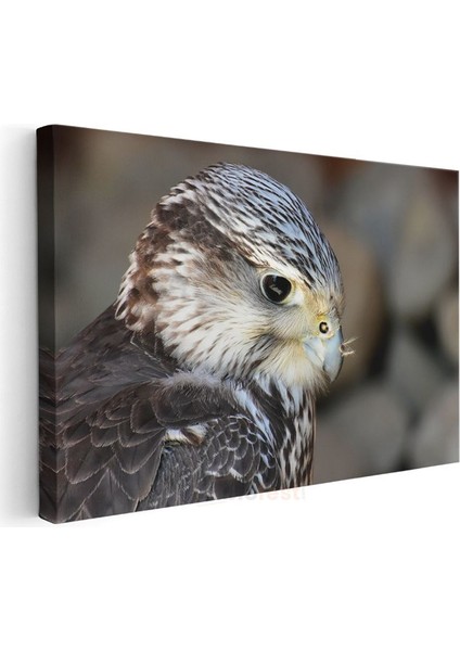 Şahin Portresi - Keskin Bakışlı Yırtıcı Kuş Kanvas Tablo modelleri