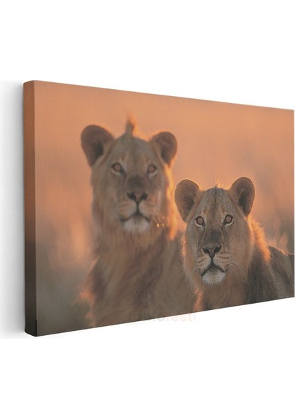 Aslan Çifti - Gün Batımında Iki Kral Kanvas Tablo modelleri
