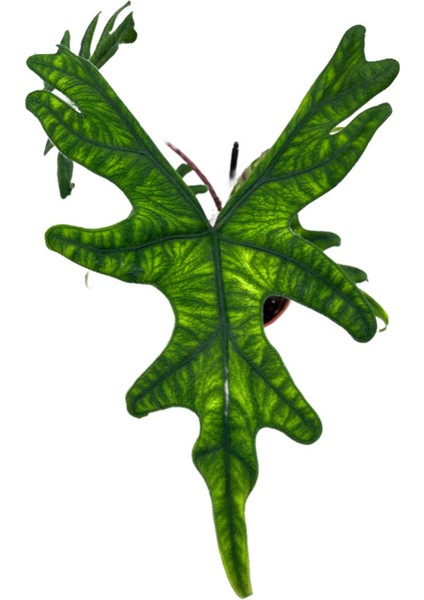 Alocasia Jacklyn (Fil Kulağı) fiyatları