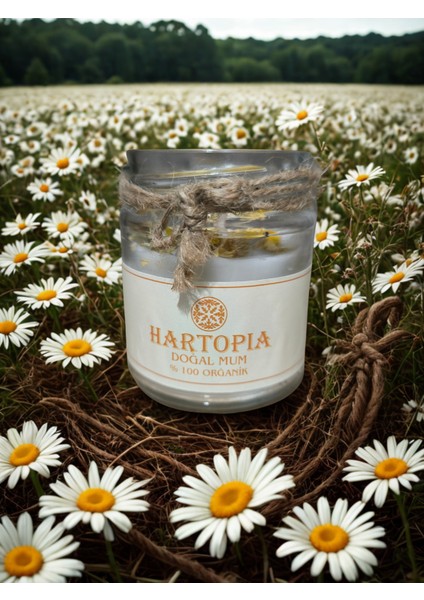 Hartopia-Doğal Kuru Papatya Mum Cam Kavanoz fiyatları
