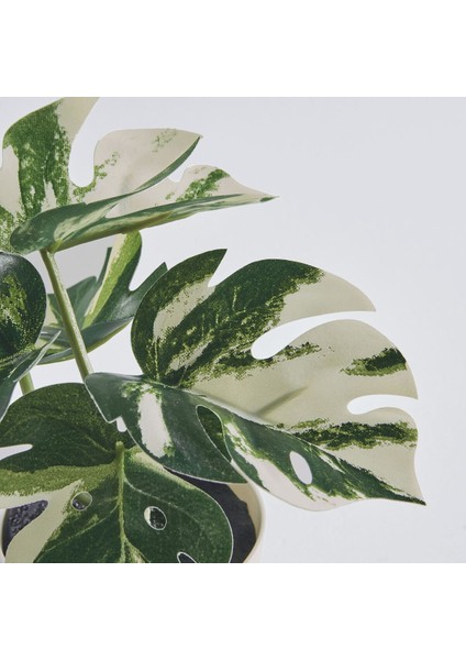 Saksılı Yapay Bitki, Yeşil, 6 Cm, Monstera modelleri