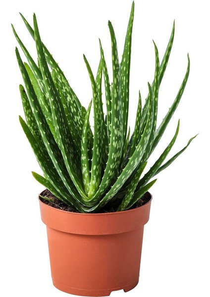 Canlı Bitki, Yeşil, 12 Cm, Aloe Vera
