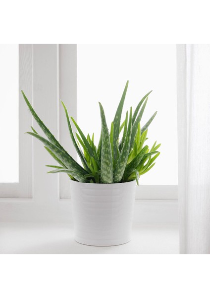 Canlı Bitki, Yeşil, 12 Cm, Aloe Vera fırsatları