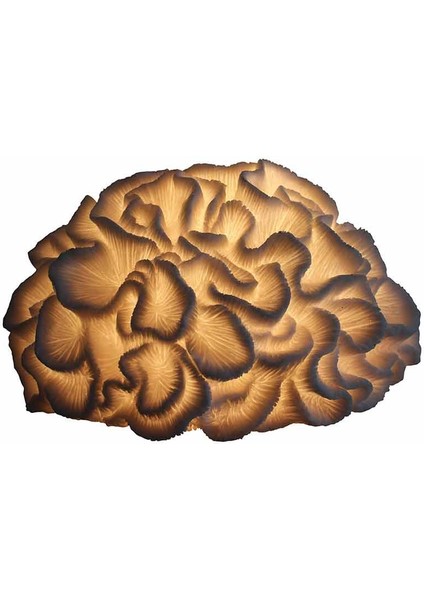 Polyester Anemon Masa Lambası GLR-20S0016LW