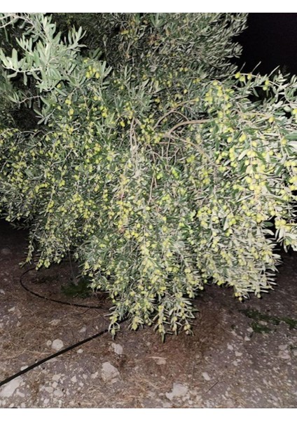 2 Yaş Tüplü Derik Halhali Zeytin Fidanı Boy 130-150 Cm(Meyve Verme Durumunda) fiyatları