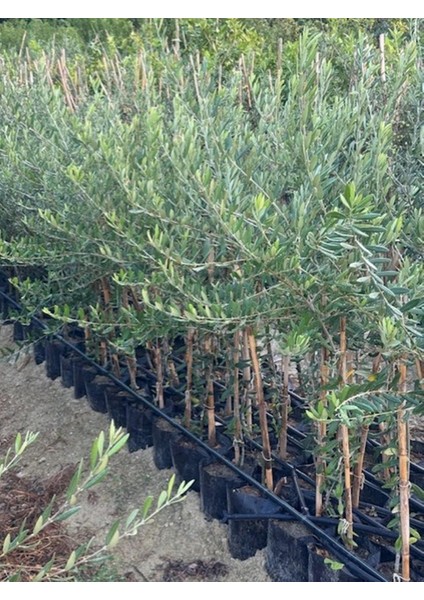 2 Yaş Tüplü Derik Halhali Zeytin Fidanı Boy 130-150 Cm(Meyve Verme Durumunda) fırsatları