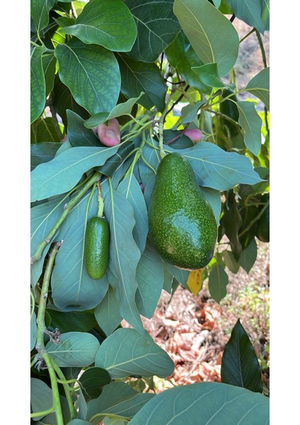 Alanya Tropikal 1(Kg) Alanya Avokado