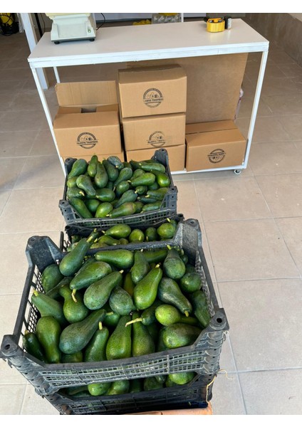 Alanya Tropikal 1(Kg) Alanya Avokado fiyatları