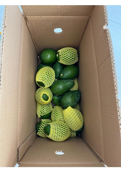 Alanya Tropikal 1(Kg) Alanya Avokado modelleri