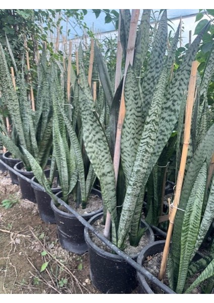 3/4 Köklü ,büyükboy Kılıç Çiçeği 100-120 cm