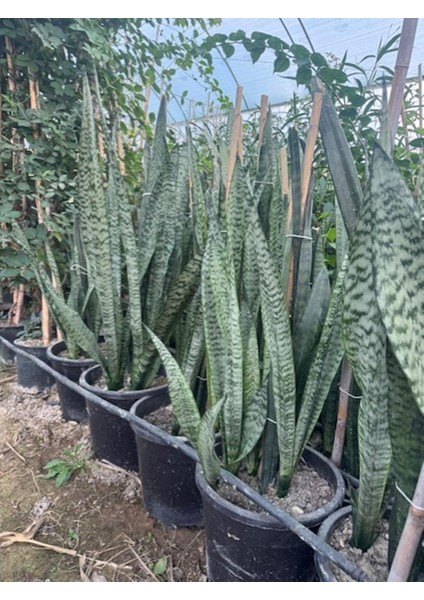 3/4 Köklü ,büyükboy Kılıç Çiçeği 100-120 cm fiyatları