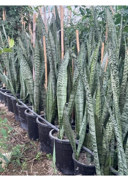 3/4 Köklü ,büyükboy Kılıç Çiçeği 100-120 cm fırsatları