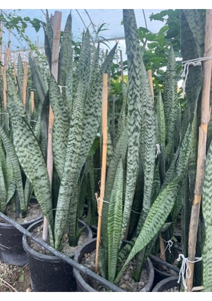 3/4 Köklü ,büyükboy Kılıç Çiçeği 100-120 cm indirimleri