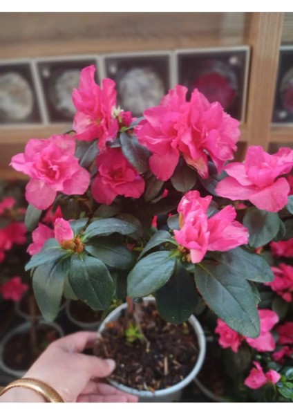 Evimin Baharı Seti | Sürekli Çiçekli & Rengi Koruyan Gelişkin Bitki Bakım Kiti | Özel Toprak Dahil fiyatları