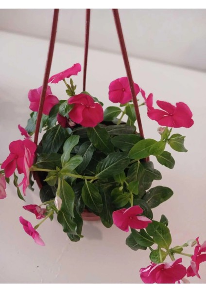 Evimin Baharı Seti | Sürekli Çiçekli & Rengi Koruyan Gelişkin Bitki Bakım Kiti | Özel Toprak Dahil modelleri