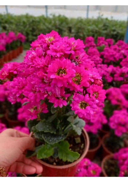 Evimin Baharı Seti | Sürekli Çiçekli & Rengi Koruyan Gelişkin Bitki Bakım Kiti | Özel Toprak Dahil fırsatları