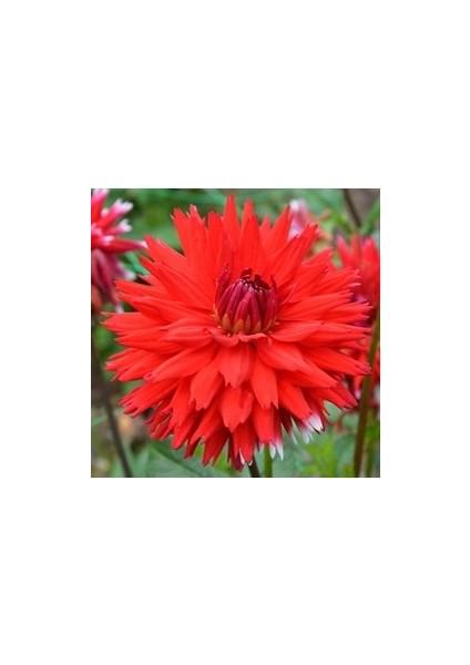 4 Adet Dev Yıldız Dahlia Çiçeği Soğanı Yumrusu 9 Cm.yeni Mahsul.. 4 Farklı Renk.çimlenme Garantili.. modelleri