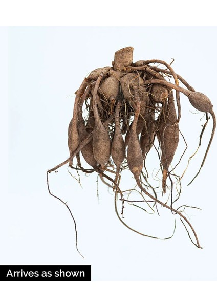 4 Adet Dev Yıldız Dahlia Çiçeği Soğanı Yumrusu 9 Cm.yeni Mahsul.. 4 Farklı Renk.çimlenme Garantili.. fiyatları