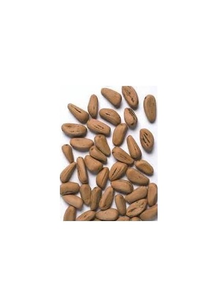 Fıstık Çamı Tohumu 200 gr 260 Adet fiyatları