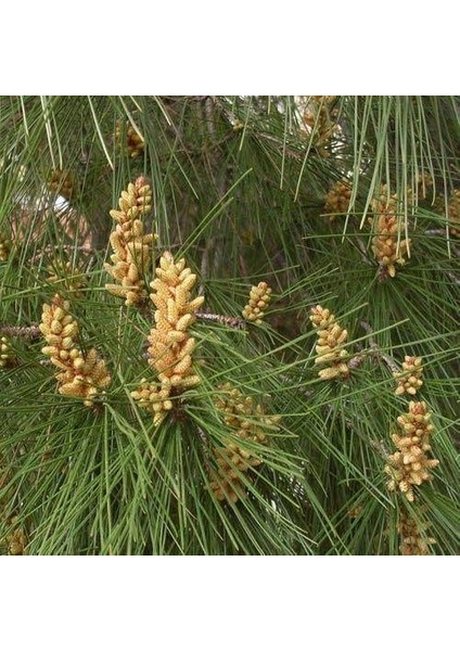 Fıstık Çamı Tohumu 200 gr 260 Adet modelleri