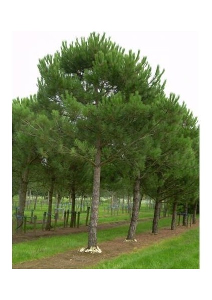 Fıstık Çamı Tohumu 200 gr 260 Adet indirimleri