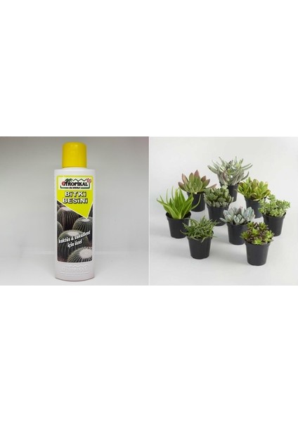 Tropikal Kaktüs Sukulent Besini 3 Adet - 225 ml modelleri