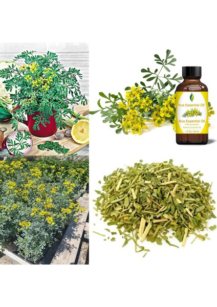 Sedefotu Tohumu Rue Ruta Graveolens fiyatları
