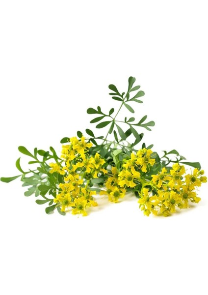 Sedefotu Tohumu Rue Ruta Graveolens modelleri