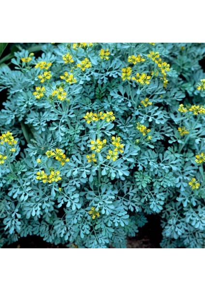 Sedefotu Tohumu Rue Ruta Graveolens fırsatları