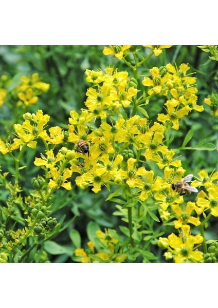 Sedefotu Tohumu Rue Ruta Graveolens indirimleri