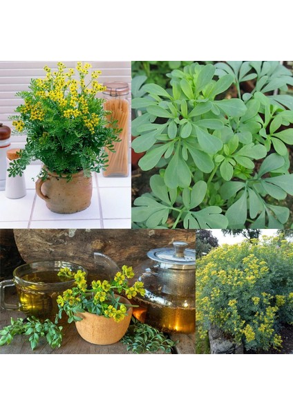 Sedefotu Tohumu Rue Ruta Graveolens