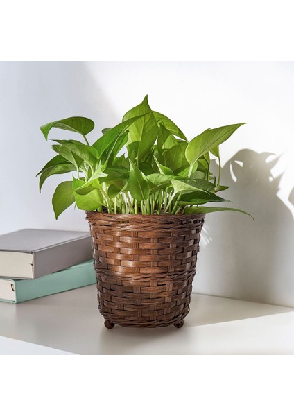 Bambu Saksı, Kahverengi, 15 cm fırsatları
