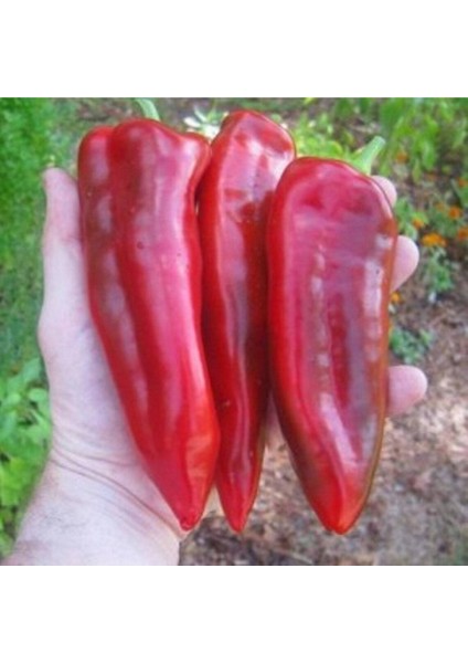 20 Adet Marconi Red Giant Biber Tohumu