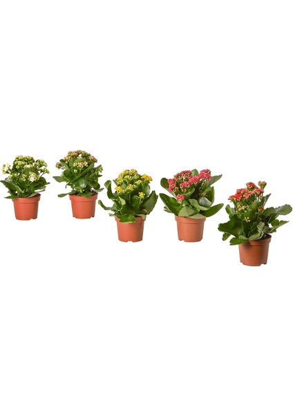 Canlı Bitki, Çok Renkli, 10.5 Cm, Calandıva-Çeşitli Renkler