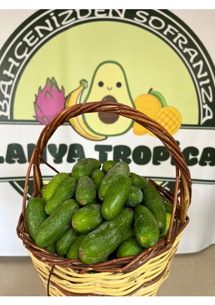 Bebek Avokado (Kg) fiyatları